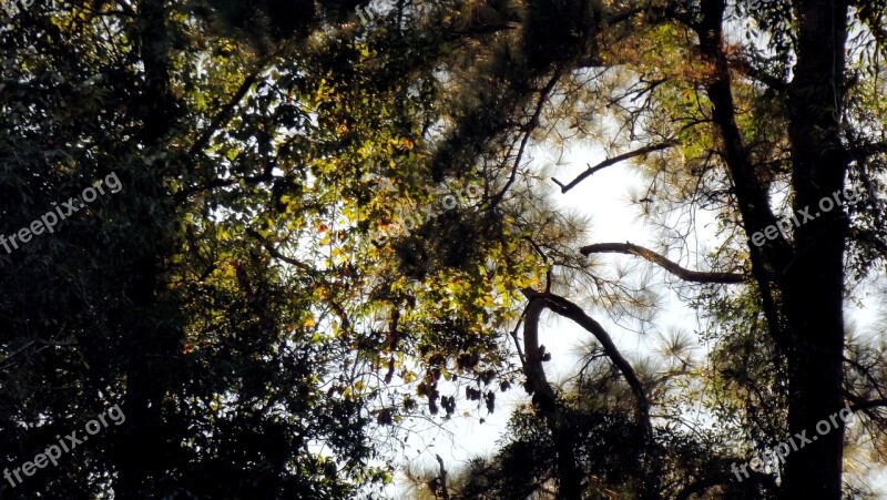 Trees Woods Sunlight Sky Forest