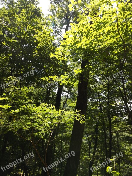 Sunlight Trees Nature Summer Sun