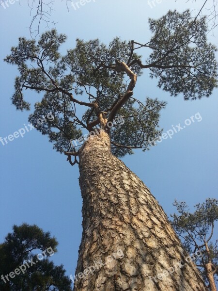 Wood Pine Plants Republic Of Korea Eggplant