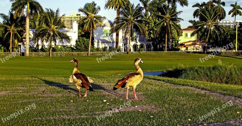 Ducks Golf Course Waterfowl Fauna Free Photos