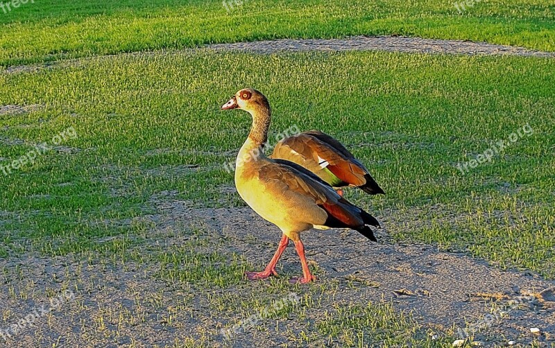 Ducks Golf Course Waterfowl Fauna Free Photos