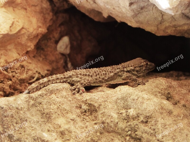 Gecko Dragon Lizard Rocks Free Photos