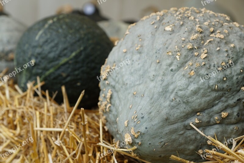 Pumpkin Vegetables Green Healthy Grey