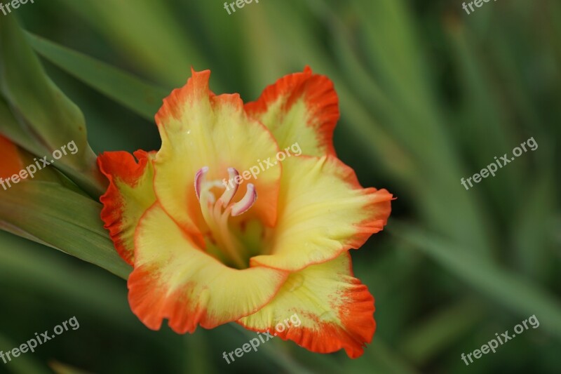 Gladiolus Flower Summer Spring Fragrance