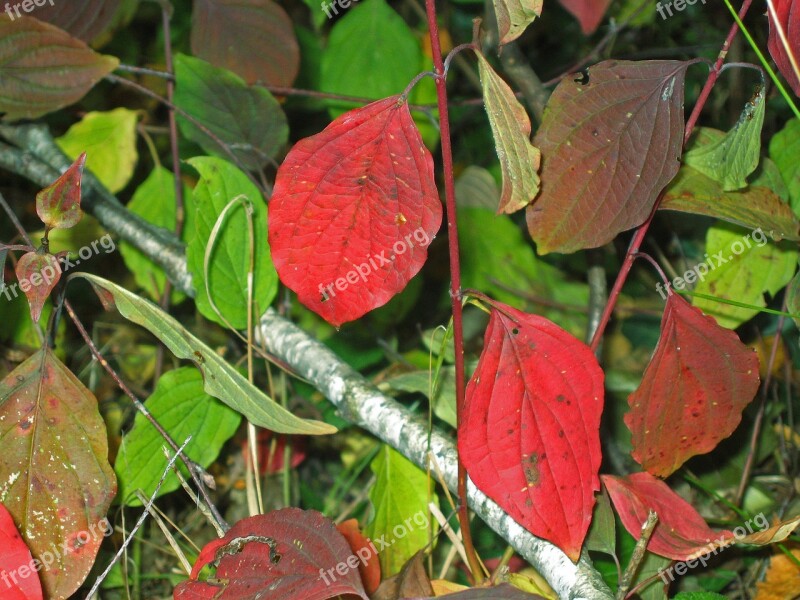 Autumn Leaves Fall Foliage Fall Color Free Photos