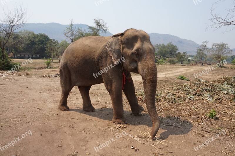 Elephant Thailand Sanctuary Nature Animal