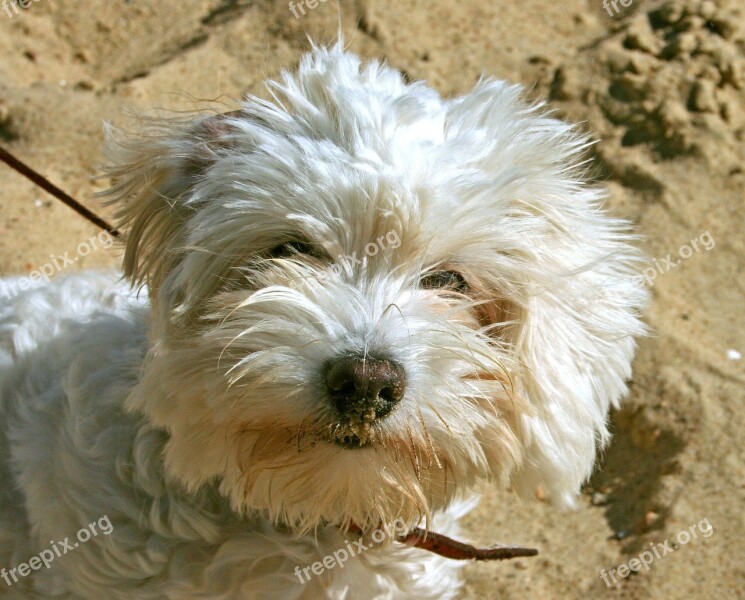 Dog Poodle Shaggy Animals Animal Portrait