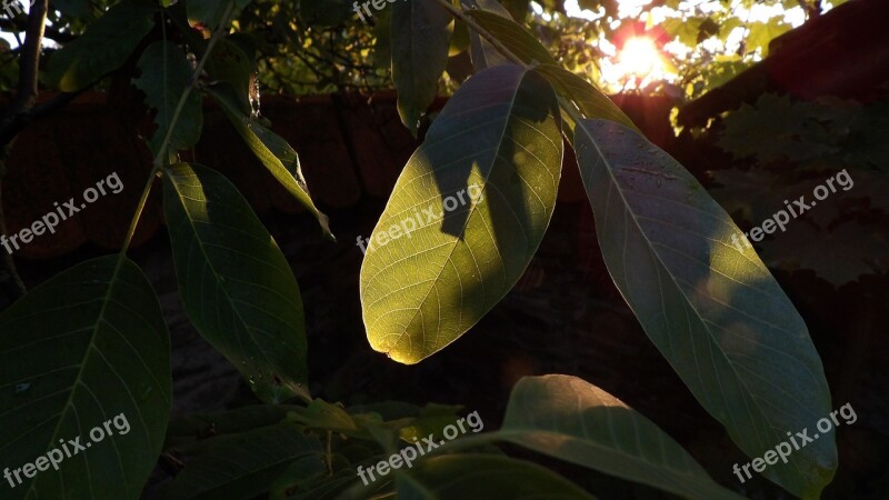 Walnut Juglans Foliage Backlight Light