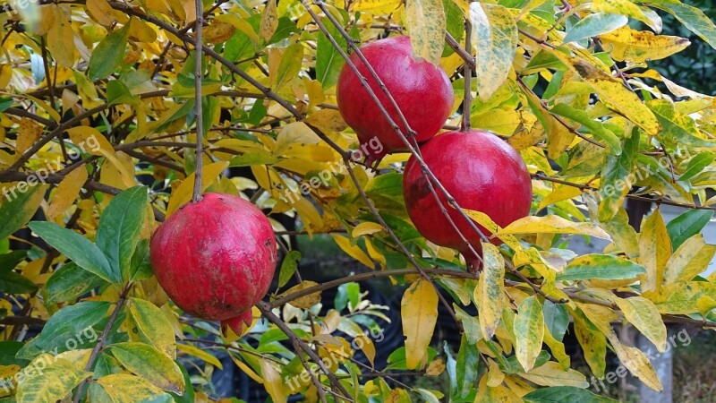 Pomegranate Fruit Bazaar Free Photos