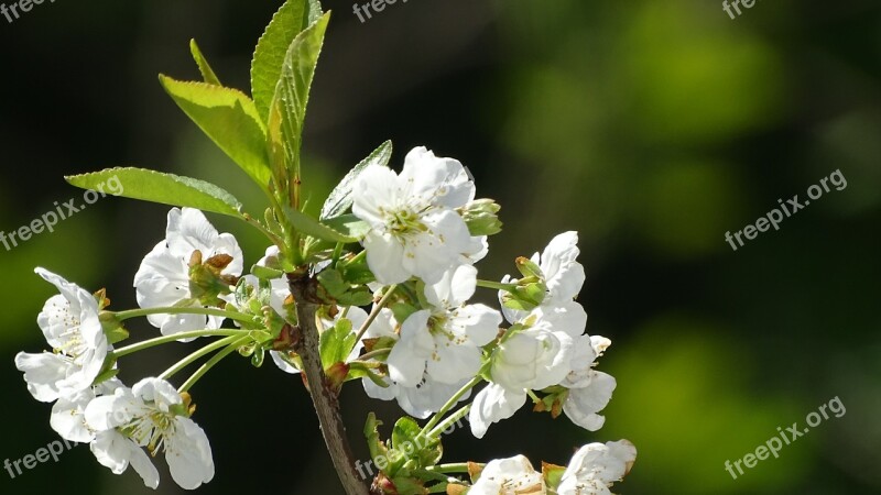 Flowers Spring Nature White Petals Cherry Blossoms