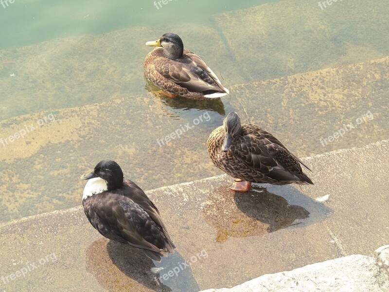 Ducks Bank Water Animal Water Bird