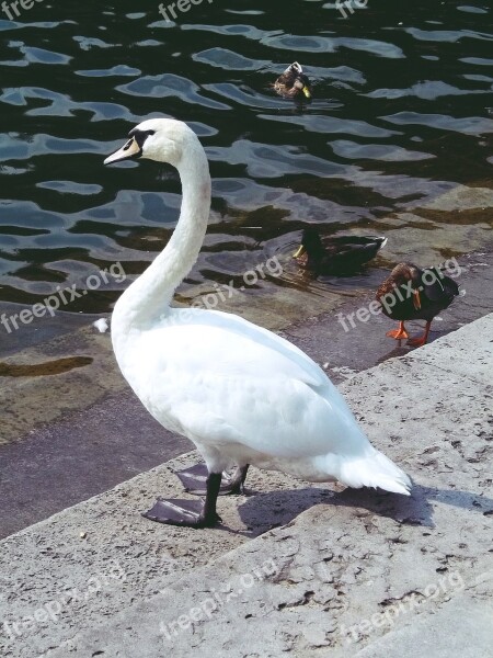 Swan Ducks Water Nature Animal