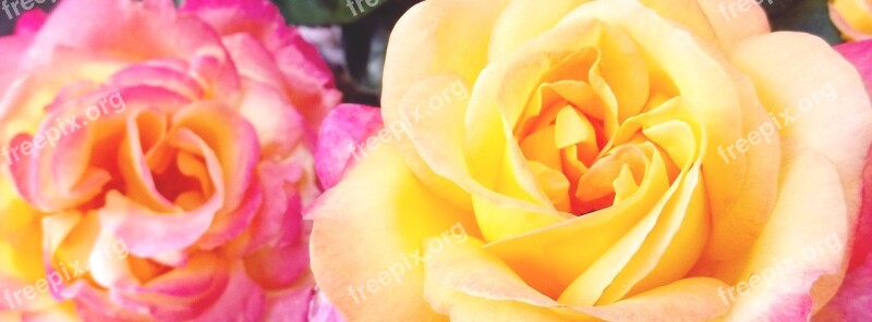 Roses Yellow Blossom Bloom Flower