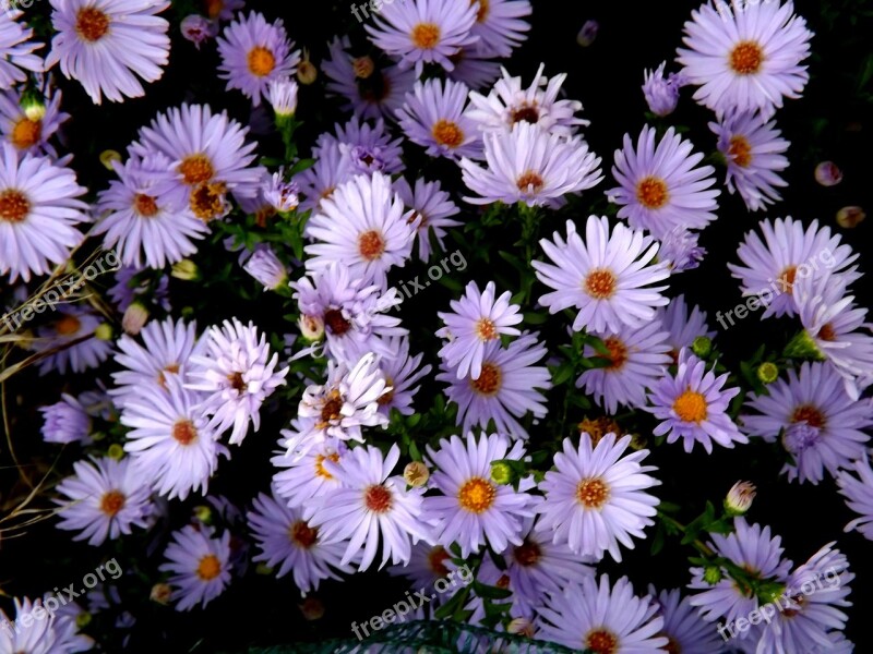 Mov Stars Plants Violet Pink