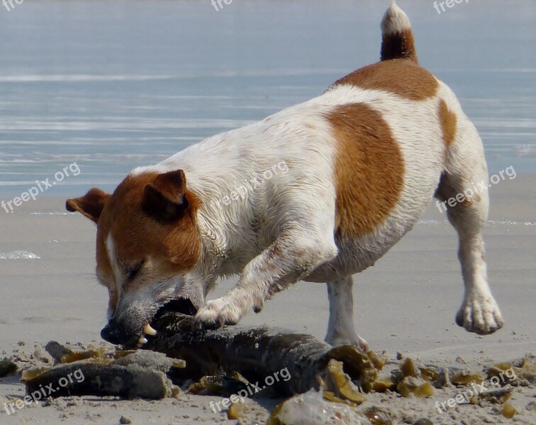 Dog Play Beach Teeth Jack Russel