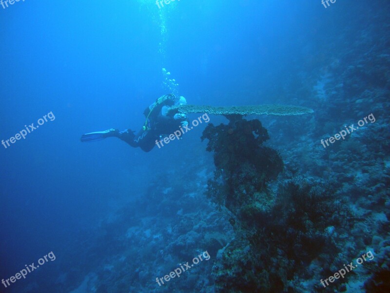 Diving Underwater Water Underwater World Sea