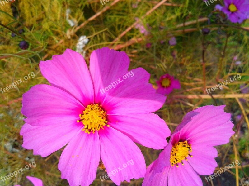 Plant Flower Nature Pink Meadow