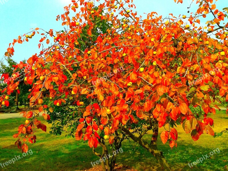 Autumn Nature Park Orange Tree