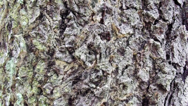 Bark Tree Nature Texture Wood