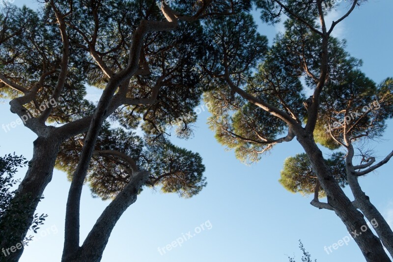 Pine Forest Sky Blue Low Angle Shot