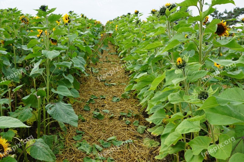 Sunflower Field Green Spring Fragrance