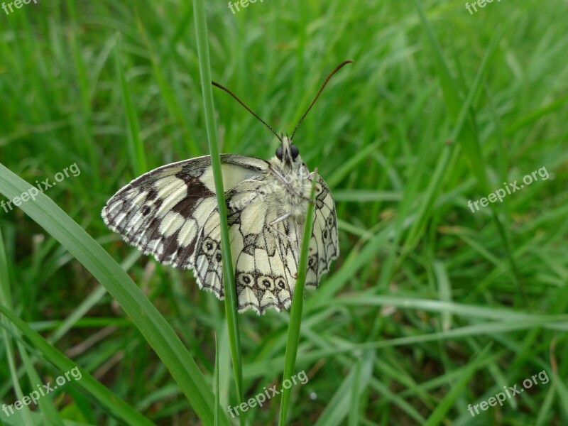 Butterfly Insect Butterflies Close Up Free Photos