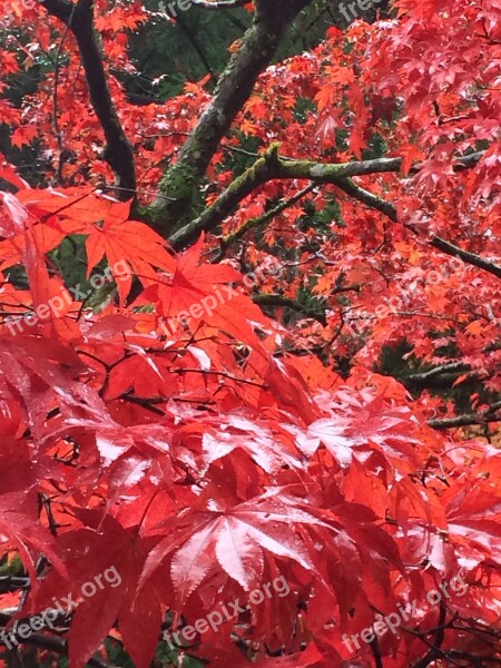 Maple Autumnal Leaves View Autumn Leaves About Red Leaf