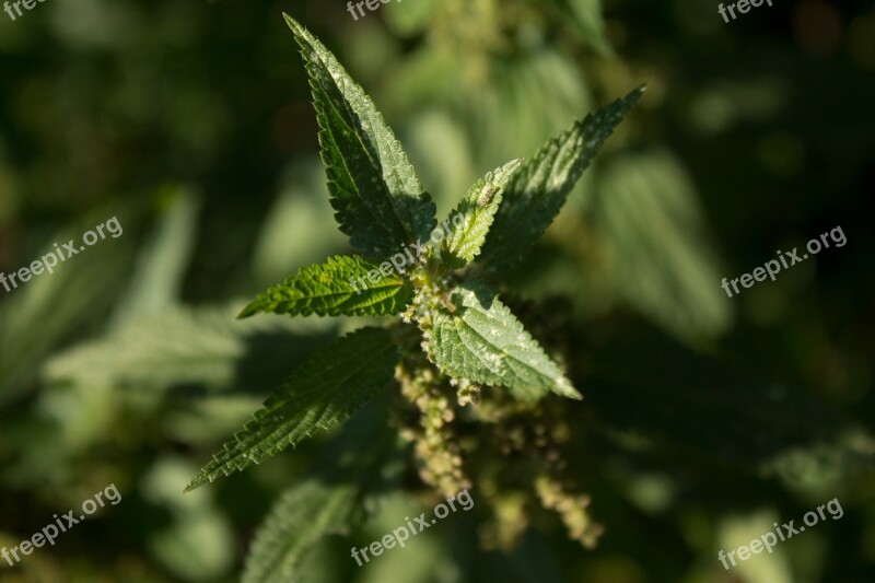 Stinging Nettle Plant Green Local Nature