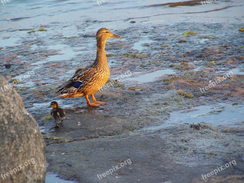 Summer Duck Cub Nature Photo Free Photos