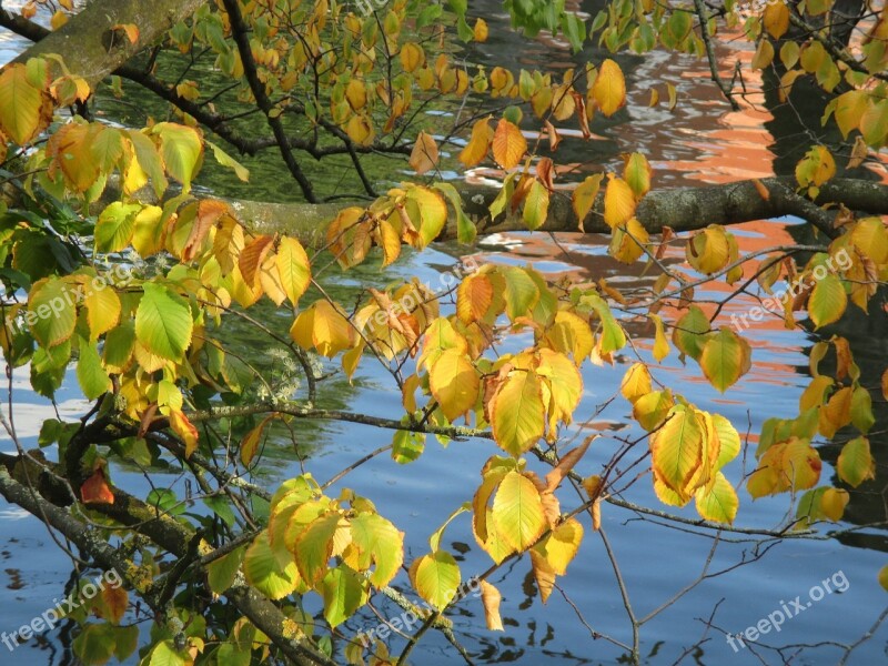 Leaves Autumn Mood Autumn Tree Autumn Colours