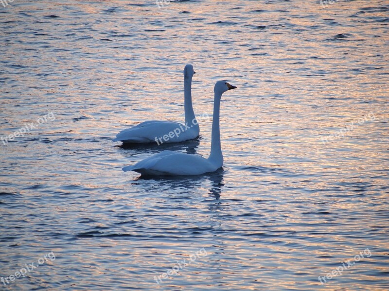 Swan Bird At Dusk Swim Hokkaido