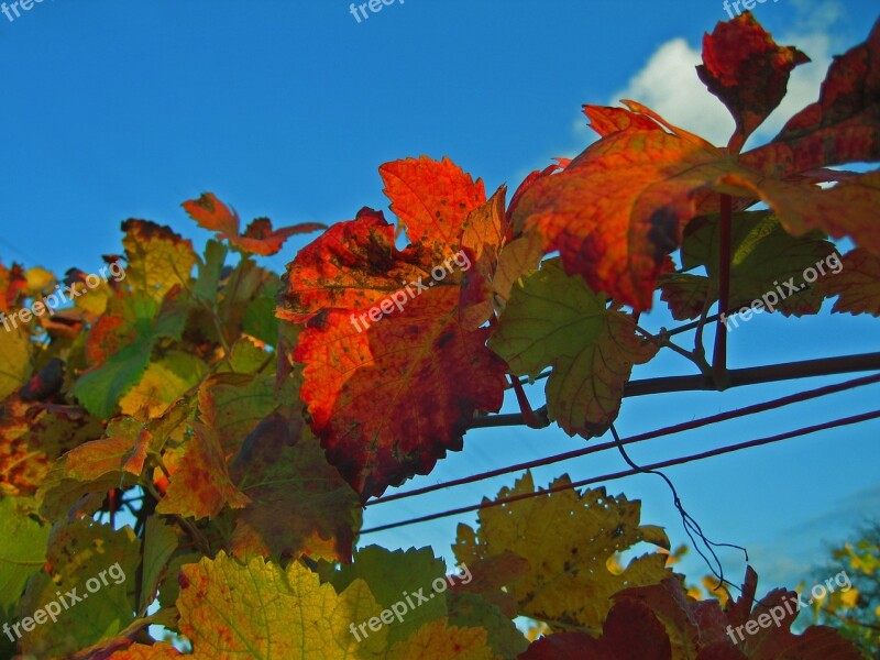 Autumn Vineyard Leaves Fall Foliage Fall Color