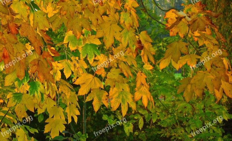 Autumn Leaves Fall Foliage Fall Color Free Photos