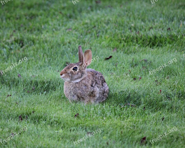 Rabbit Bunny Animal Cute Easter