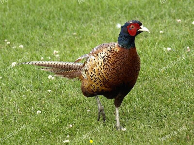 Pheasant Species Phasianus Colchicus Plumage Colorful