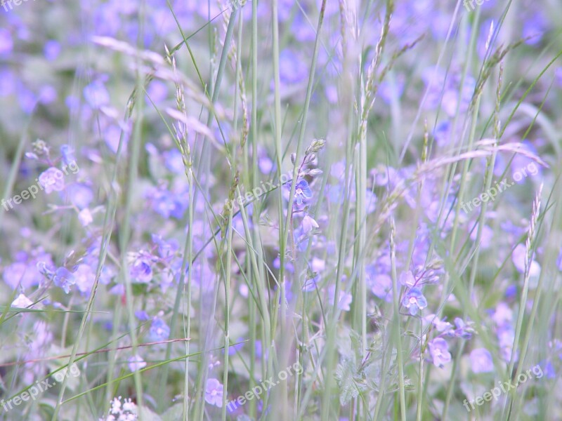 Meadow Flower Summer Purple Herb