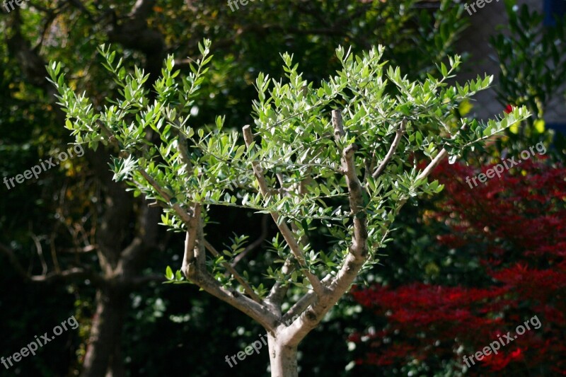 Olive Tree Garden Summer Nature Crown