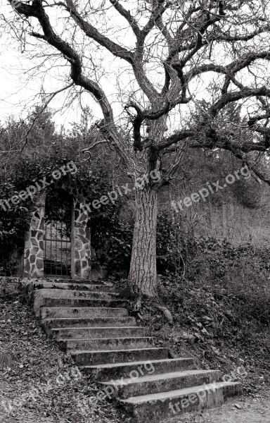 Terror Tree Stairs Door Fear