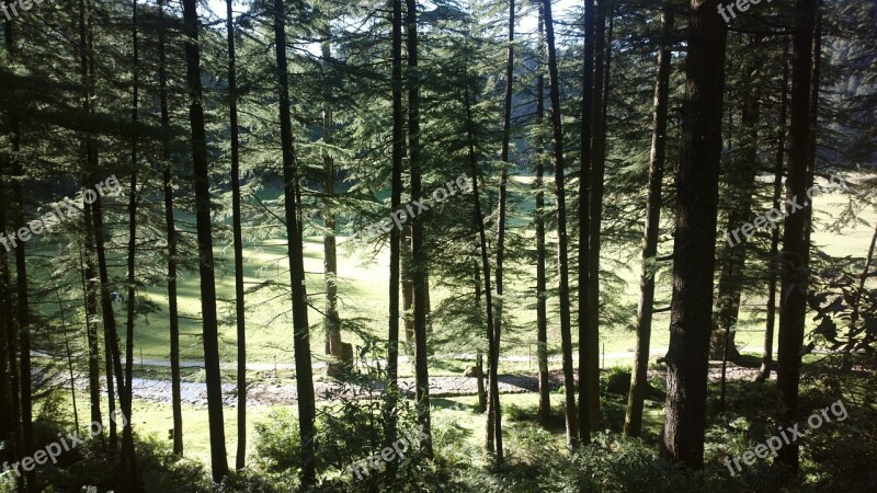 Forest Woods India Forest Landscape Tree