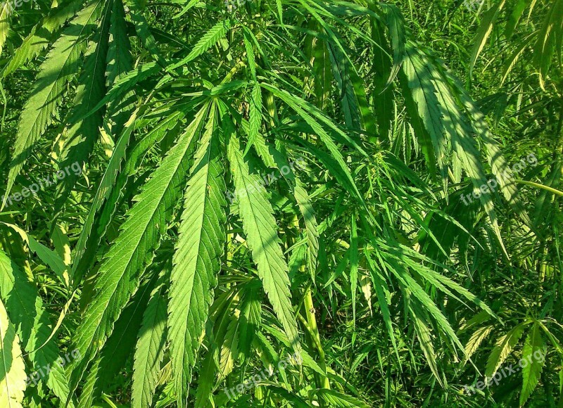 Industrial Hemp Green Medical Agriculture Free Photos