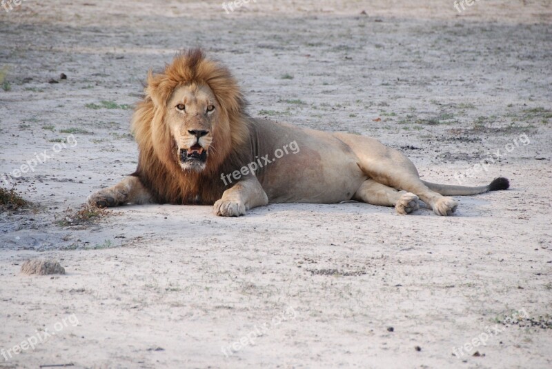 Lion South Africa Park Wild Animal Free Photos