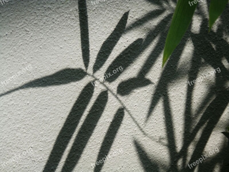 Leaves Wall Silhouette Leaf Plant