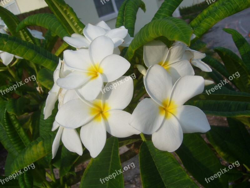 Frangipani Flower Plumeria Temple Tree White