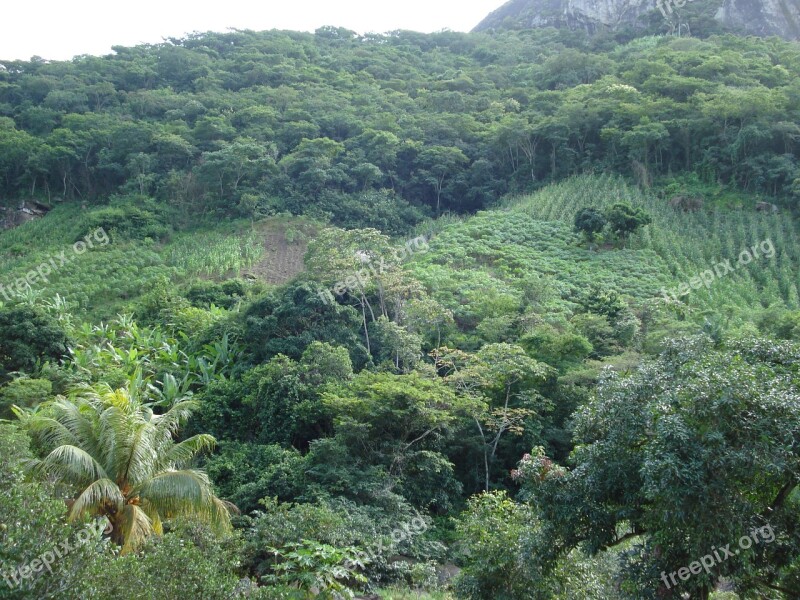 Vegetation Brazil Nature Green Forests