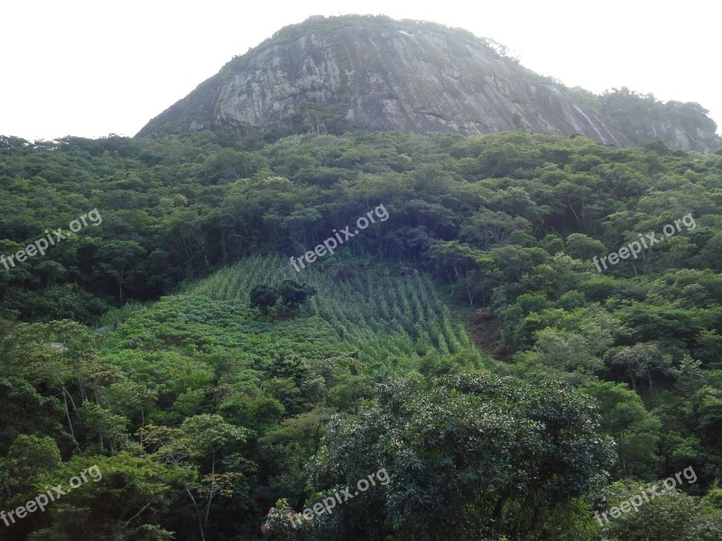 Nature Brazil Vegetation Mountains Forest