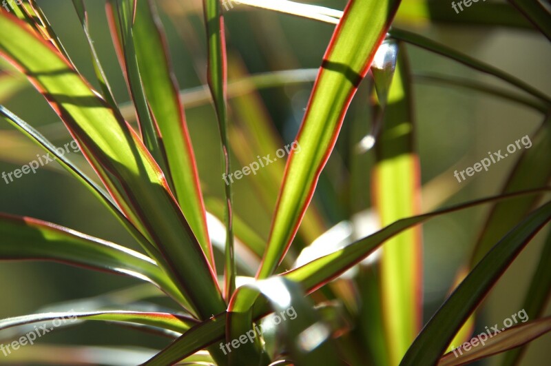 Window Plant Apartment House Leaves Close Up