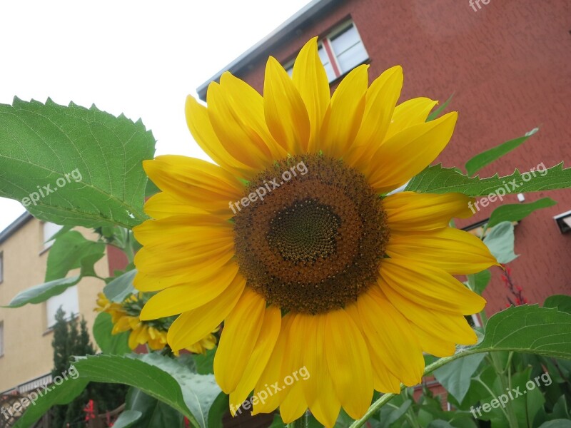 Flower Sunflower Summer Floral Yellow