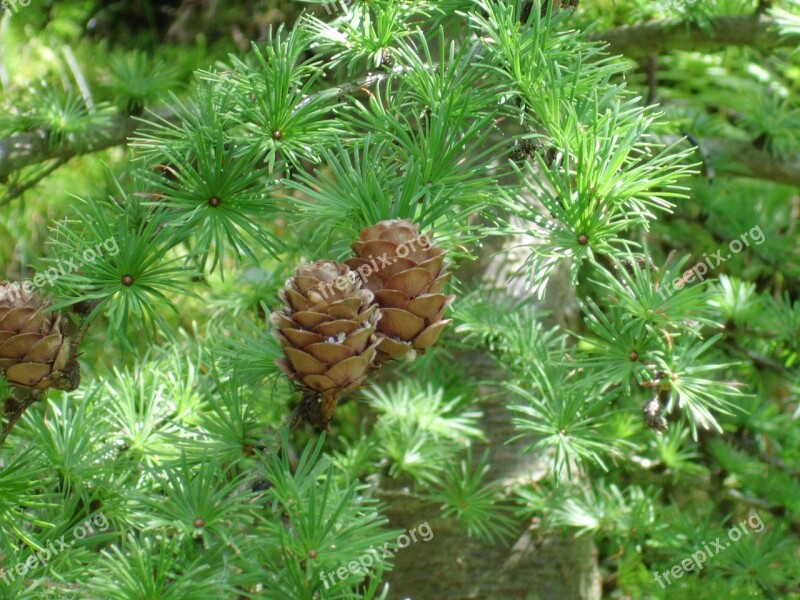 Fir Tree Pine Cones Tannenzweig Tree Feather