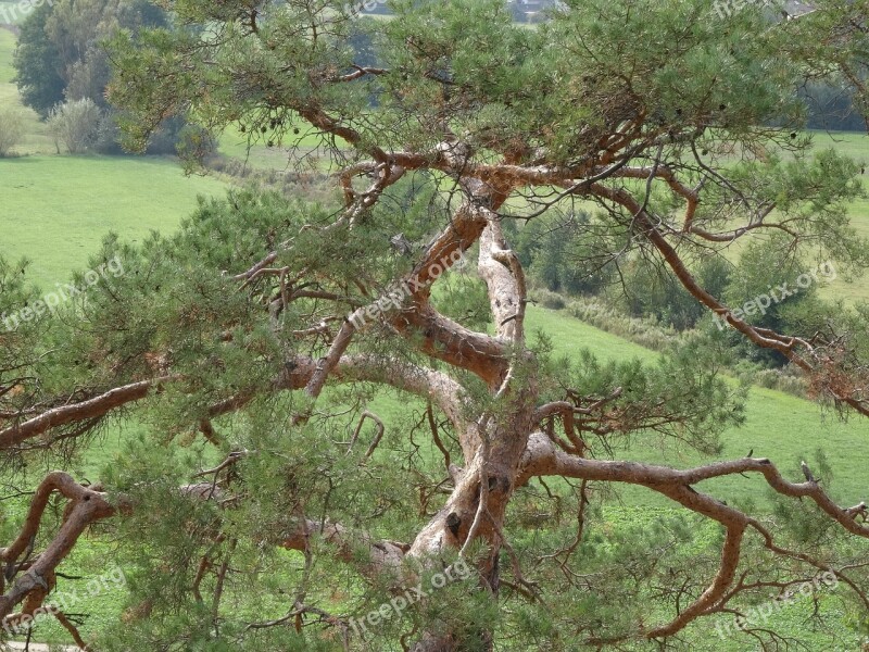 Lonely Autumn Nature Tree Free Photos