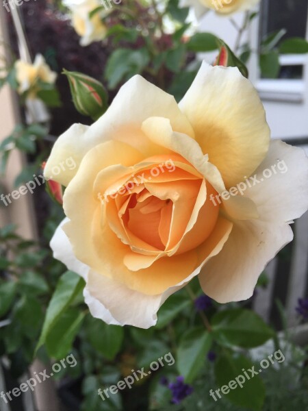 Rose Bright Yellow Pale Yellow Rose Nature Blossom